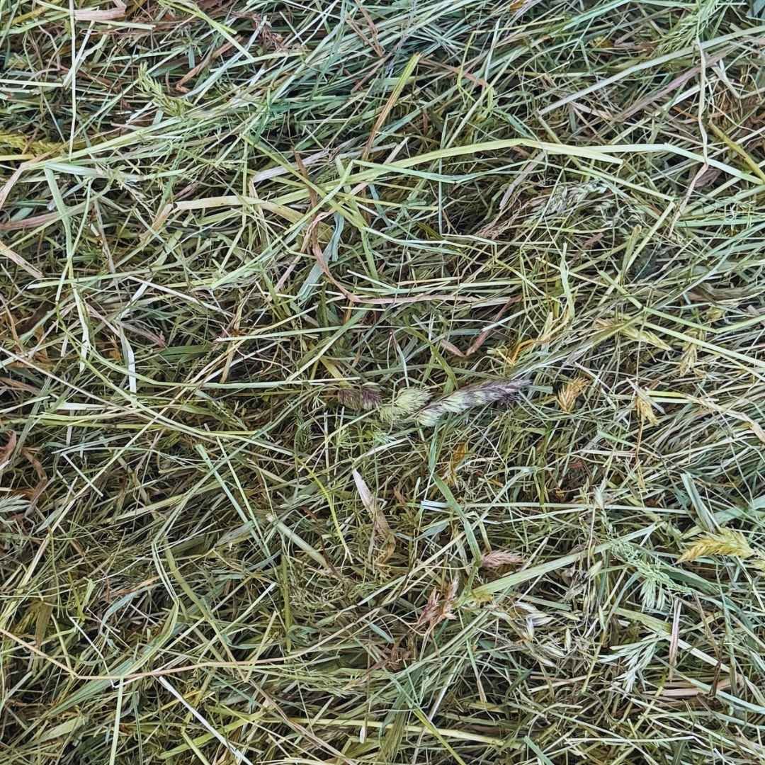 HENO SELECTO, Alta Montaña - Imagen 2