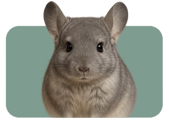 Diseño sin título.png (3)