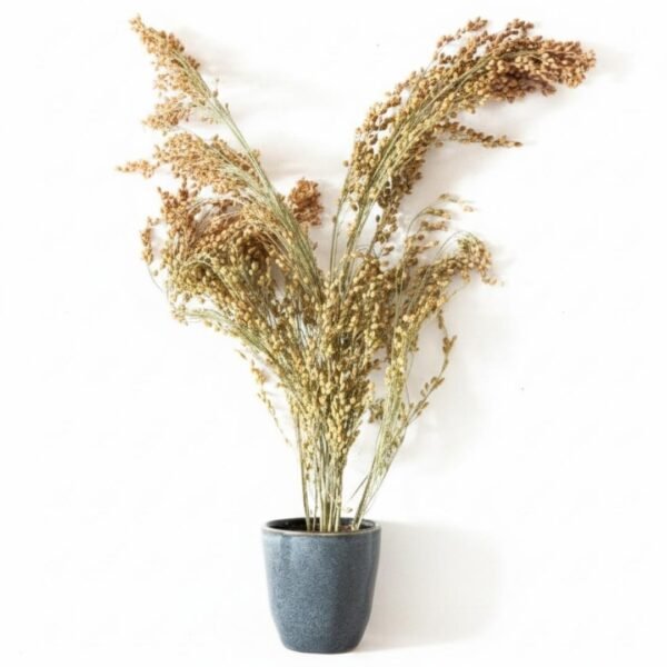 ESPIGAS SELECTAS, Mijo Plateado