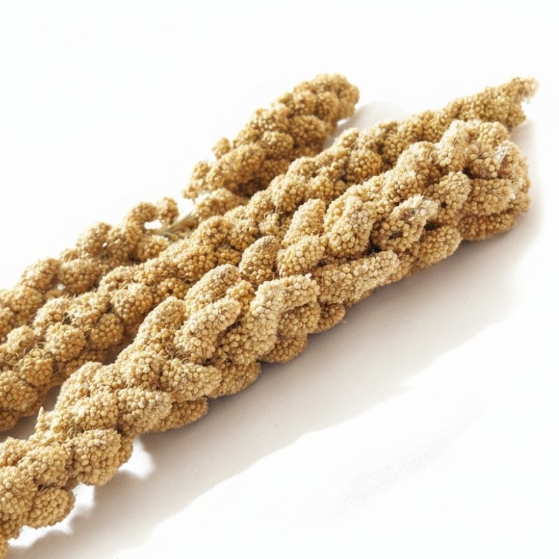 ESPIGAS SELECTAS, Mijo Amarillo Alemán - Imagen 2