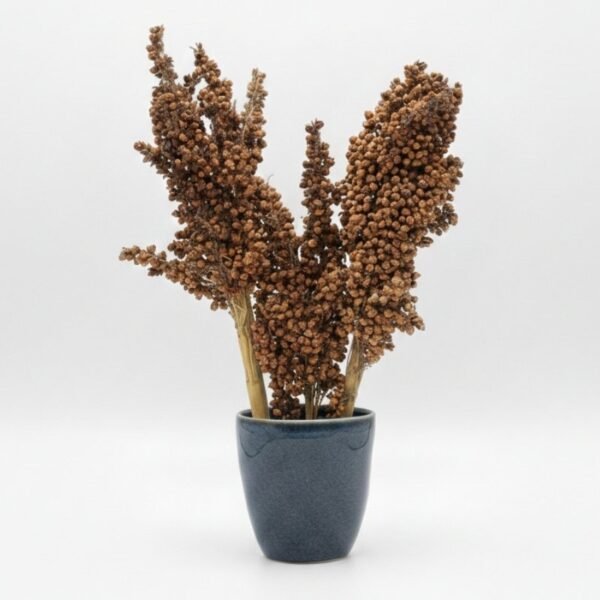 ESPIGAS SELECTAS, Sorgo Alemán