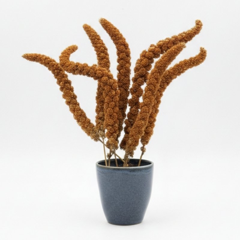 ESPIGAS SELECTAS, Mijo Rojo Francés