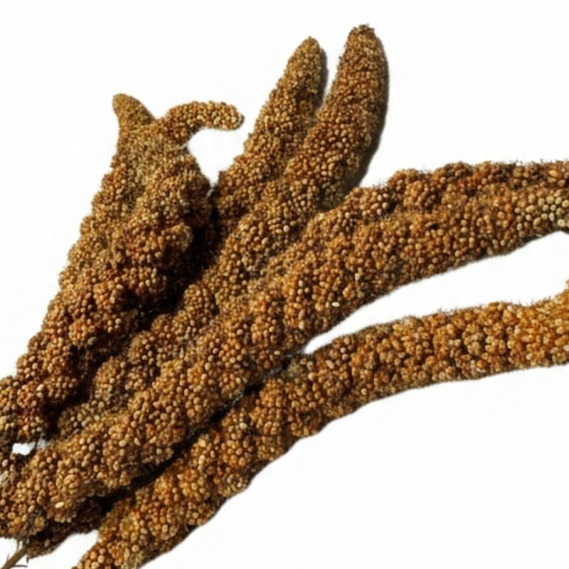 ESPIGAS SELECTAS, Mijo Rojo Francés - Imagen 2