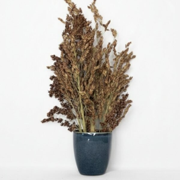 ESPIGAS SELECTAS, Sorgo de Sudán