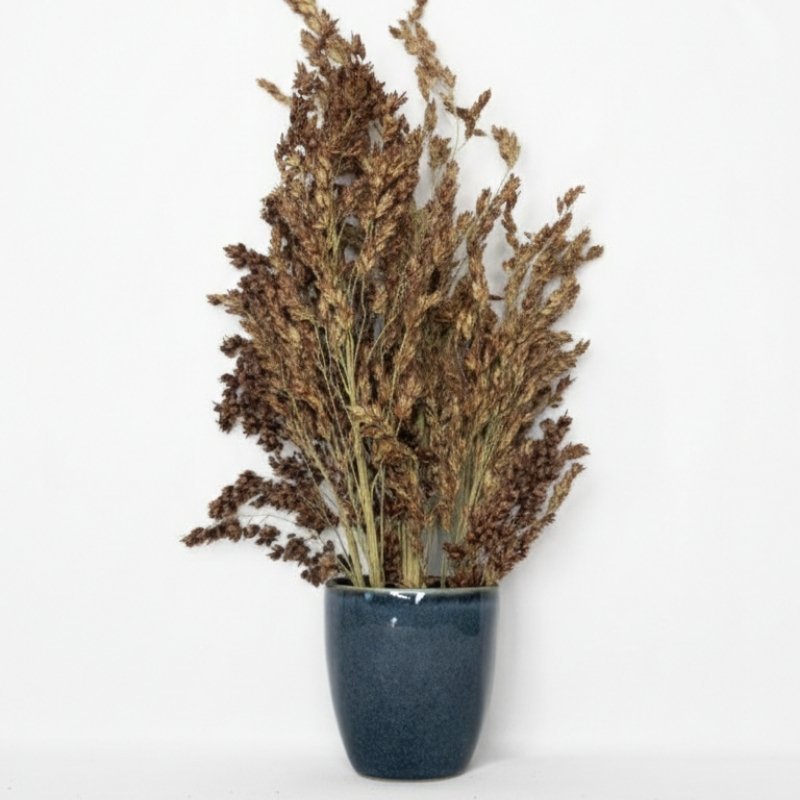 ESPIGAS SELECTAS, Sorgo de Sudán