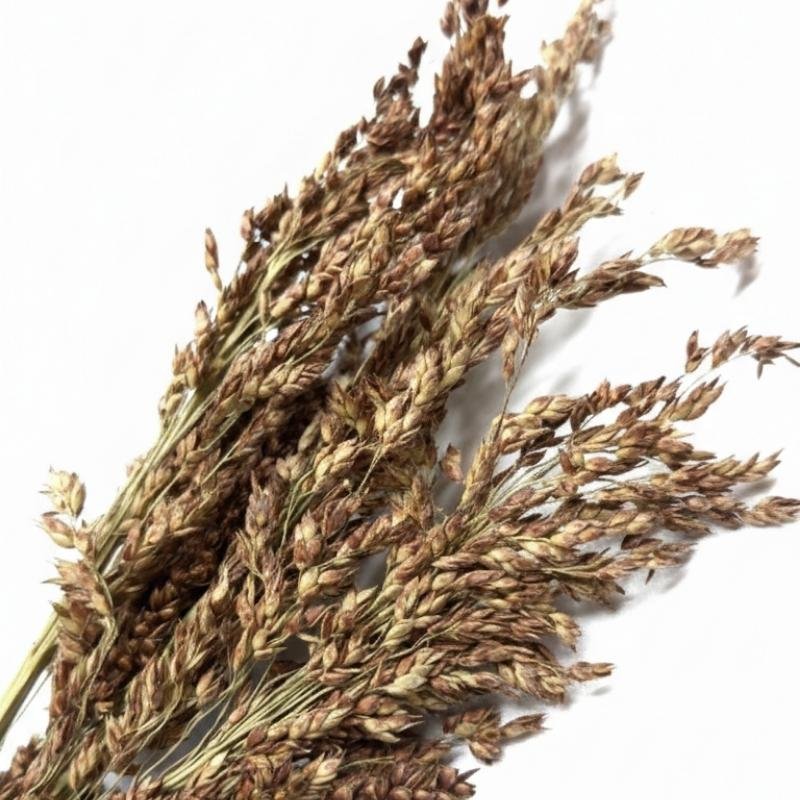 ESPIGAS SELECTAS, Sorgo de Sudán - Imagen 2