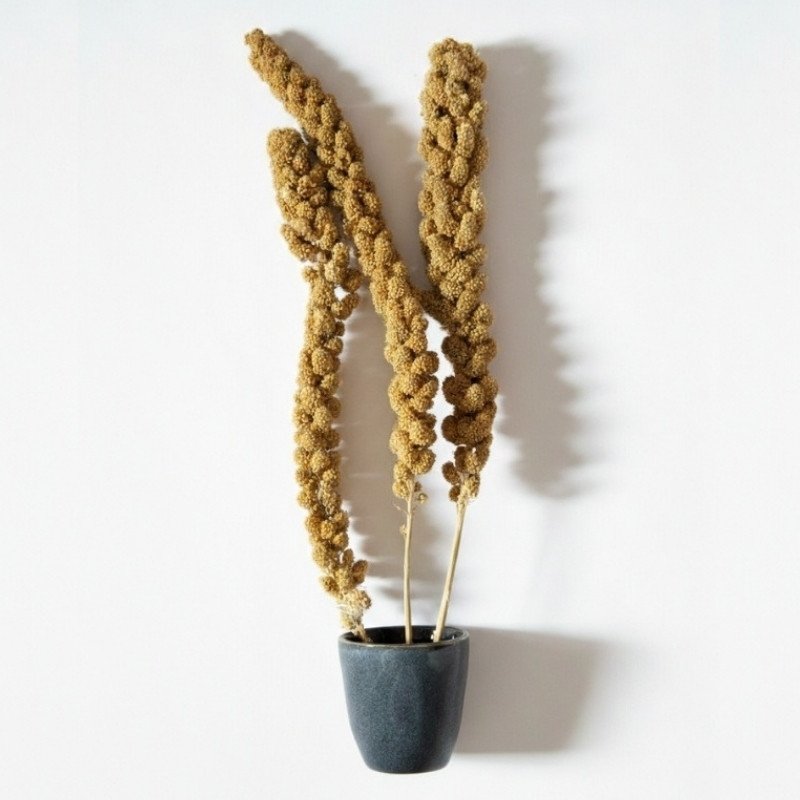 ESPIGAS SELECTAS, Mijo Amarillo Alemán